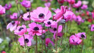Bright pink Anemone flowers blooming in a garden.