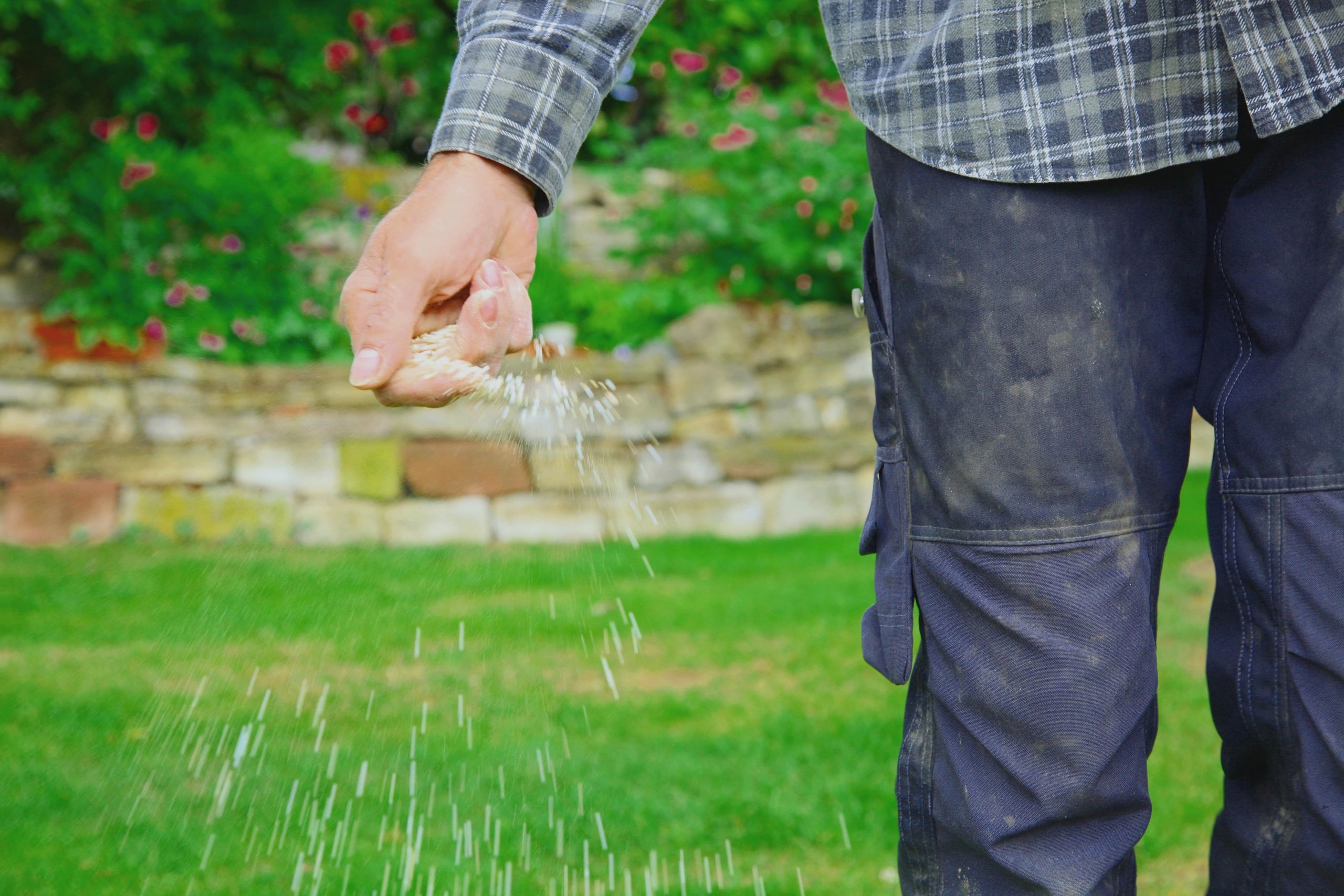 Person in work clothes spreading granular lawn fertilizer by hand on a green lawn with a garden background.