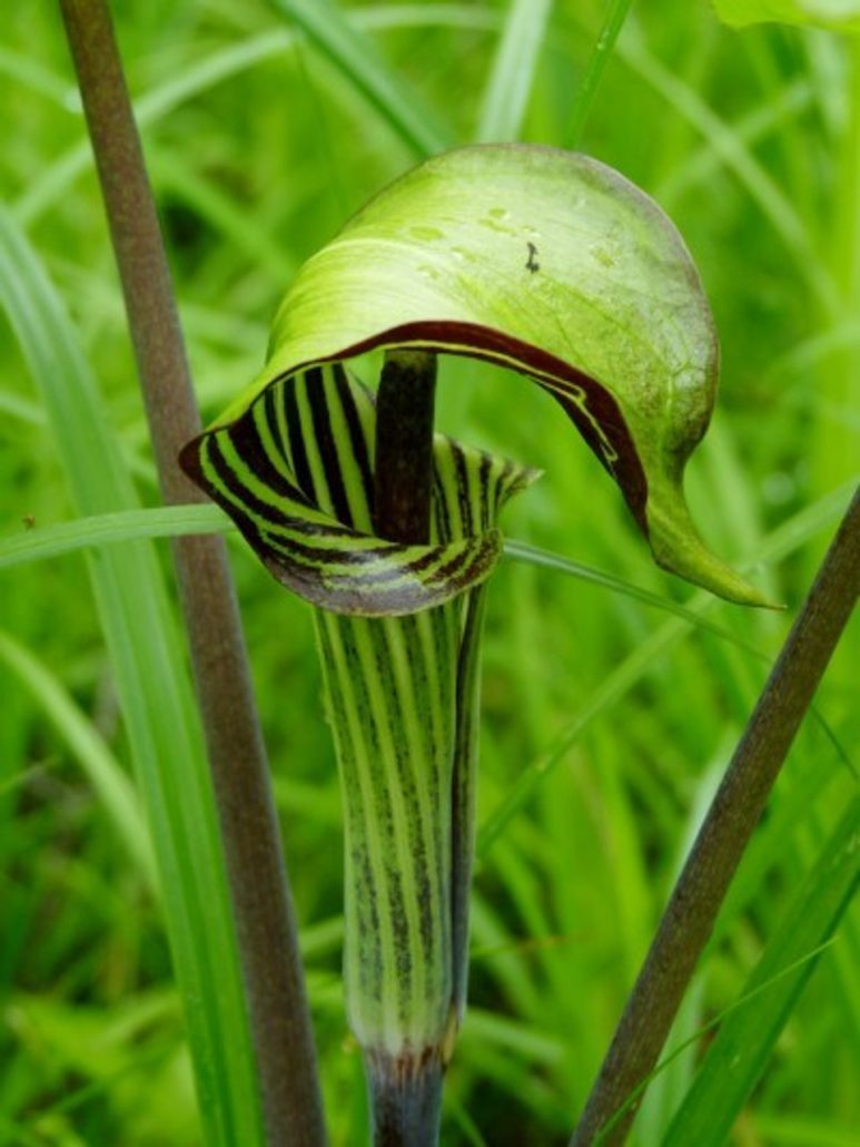 Close-up of a Jack-in-the-Pulpit plant