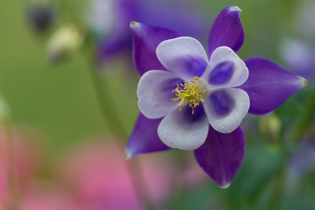 Close-up of a blue and white Columbine flower in a garden.