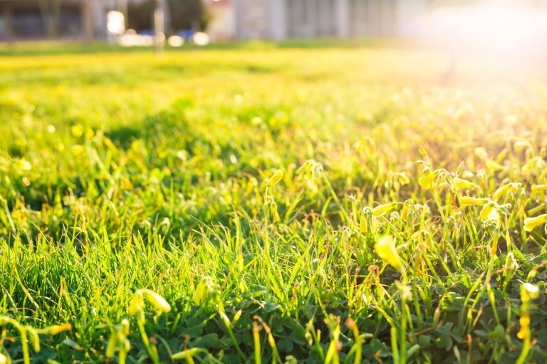 Close-up of a lush, green lawn bathed in warm summer sunlight