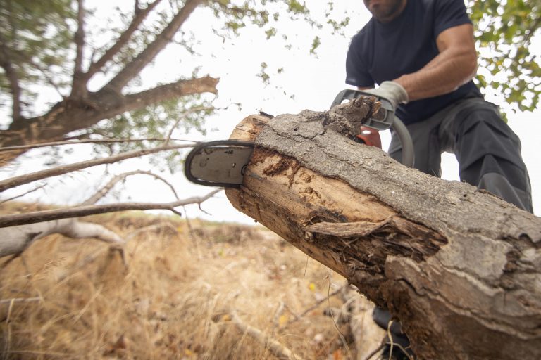 Lumberjack cutting a fallen tree with a chainsaw, illustrating Georgia tree removal laws in action.