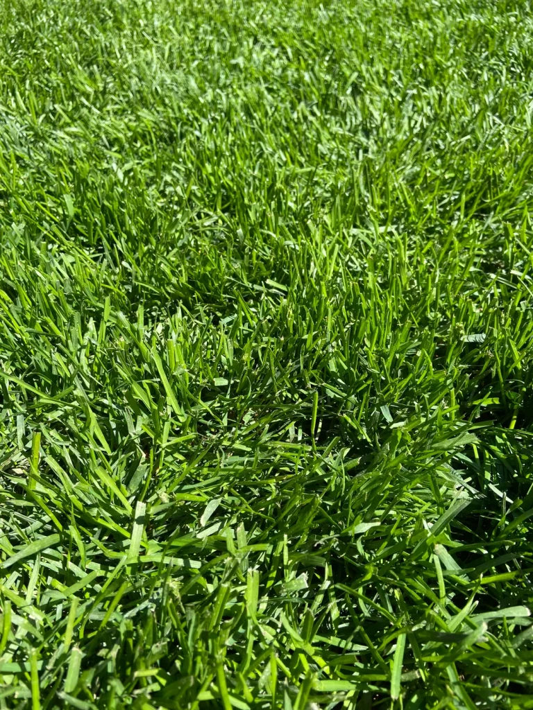 Close-up view of lush, green Fescue grass
