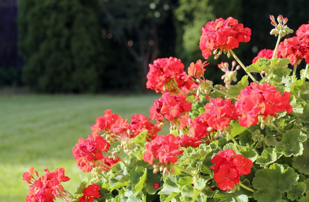 Bright red geranium flowers with green leaves in a garden.