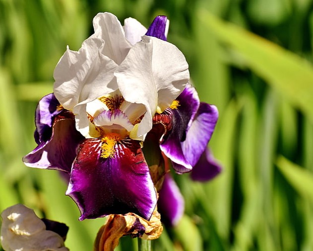 Purple and white bearded iris in full bloom