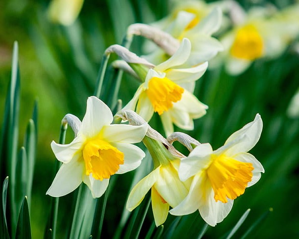 Yellow and white daffodils in bloom