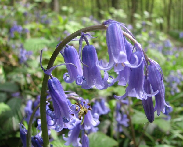 Purple English bluebells in a forest setting