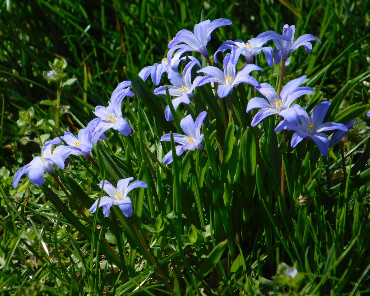 Pale blue Glory of the Snow flowers in bloom