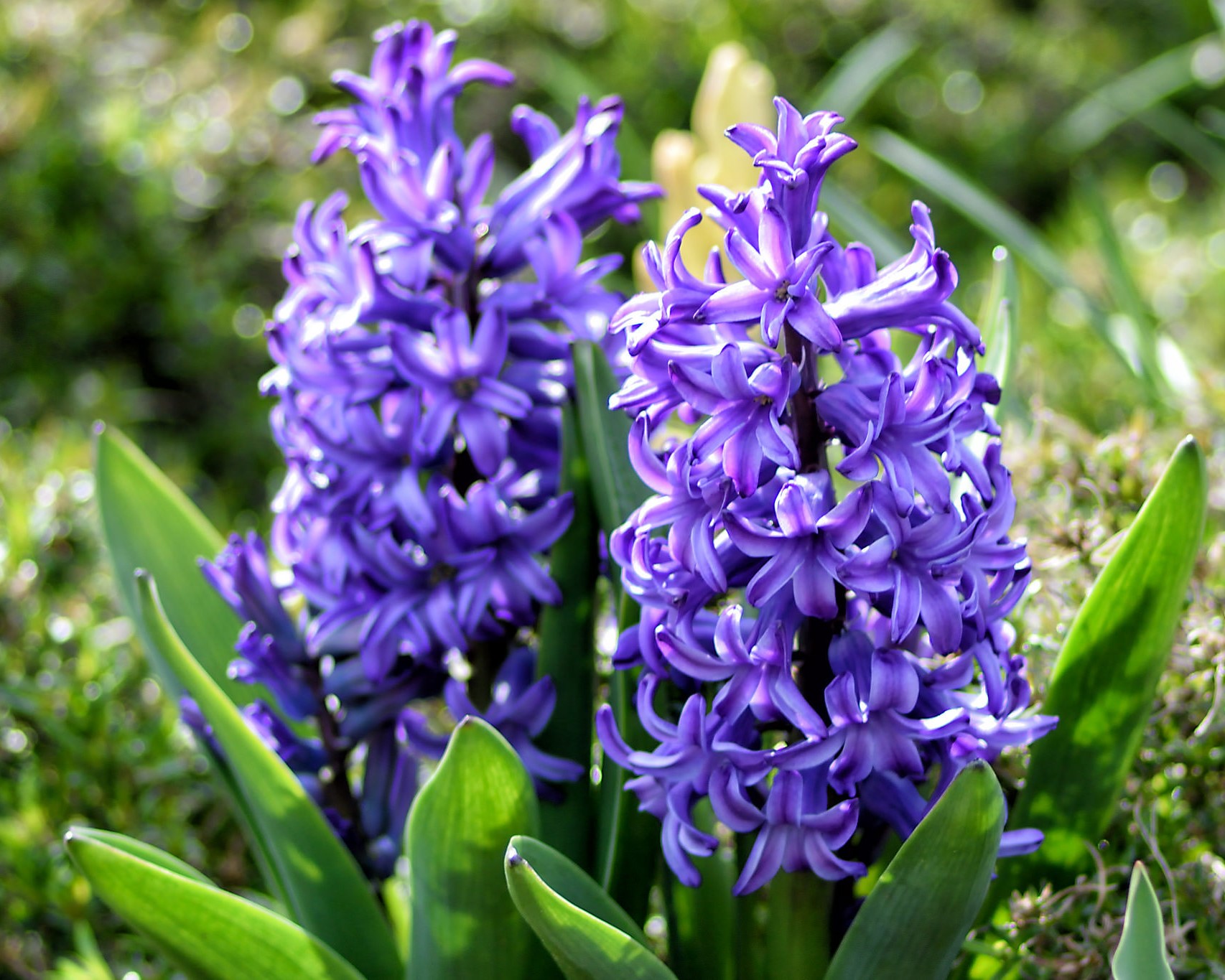 Vibrant purple hyacinth flowers in a garden