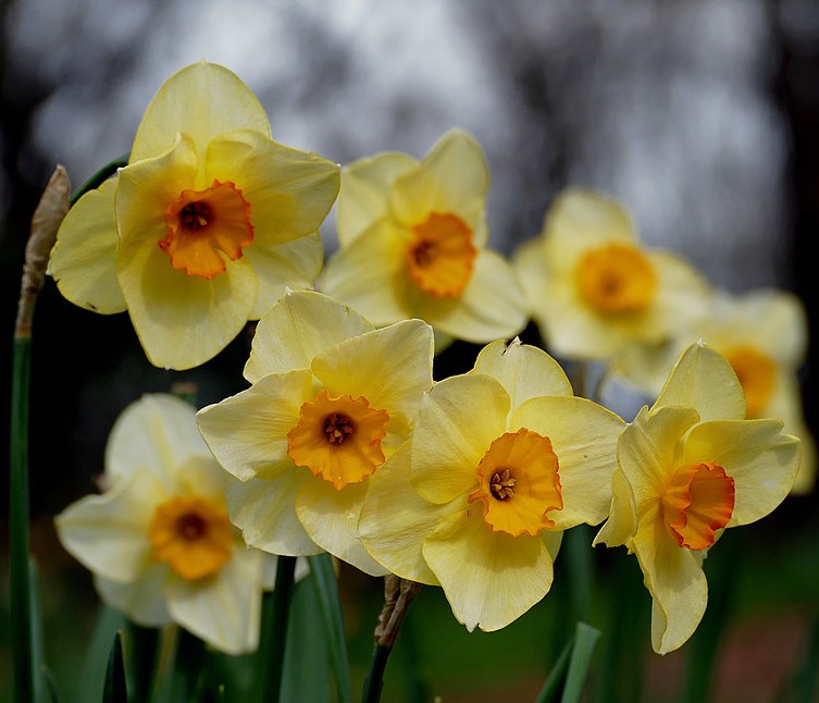 Yellow jonquils with orange centers