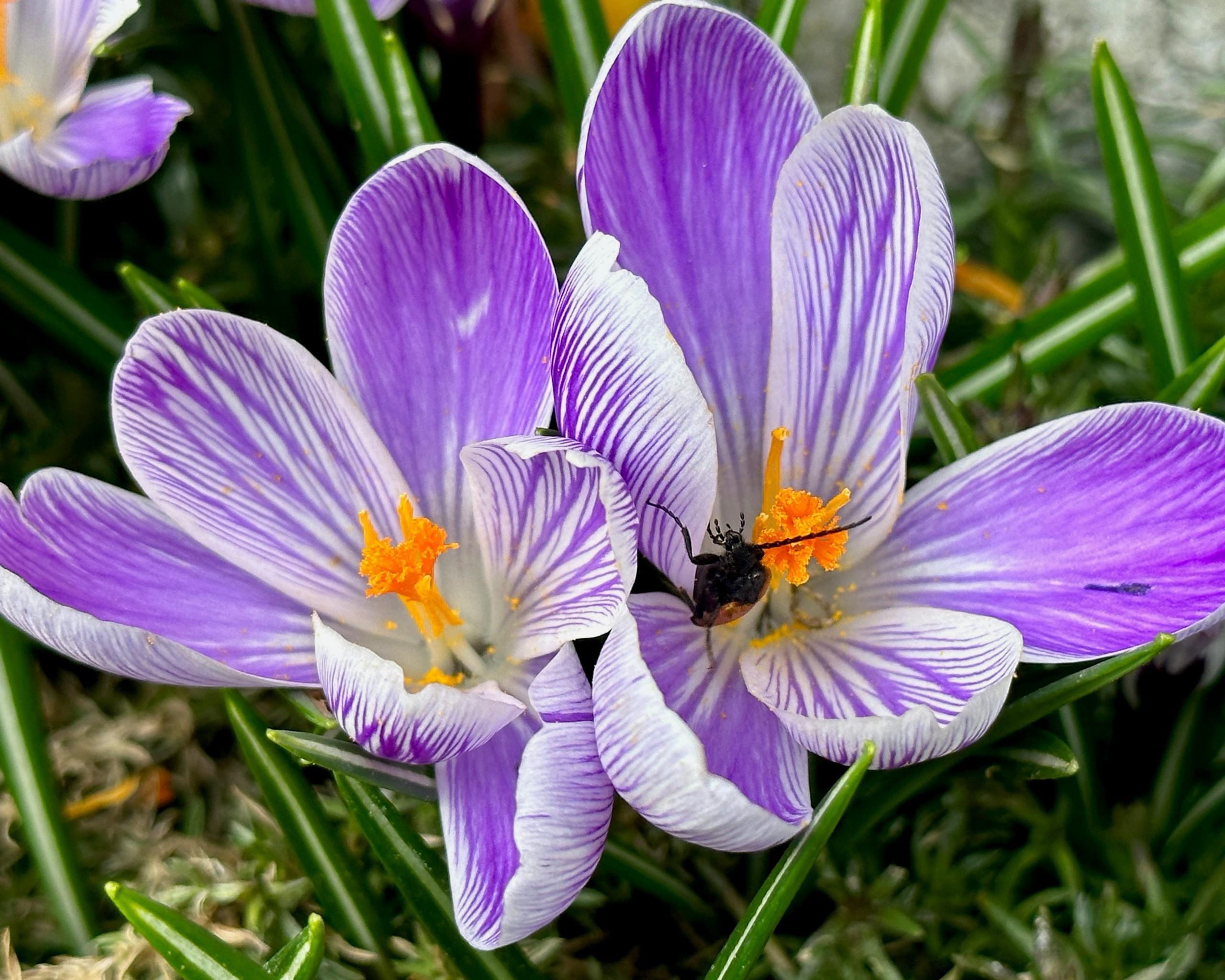 Purple crocus flowers with orange centers