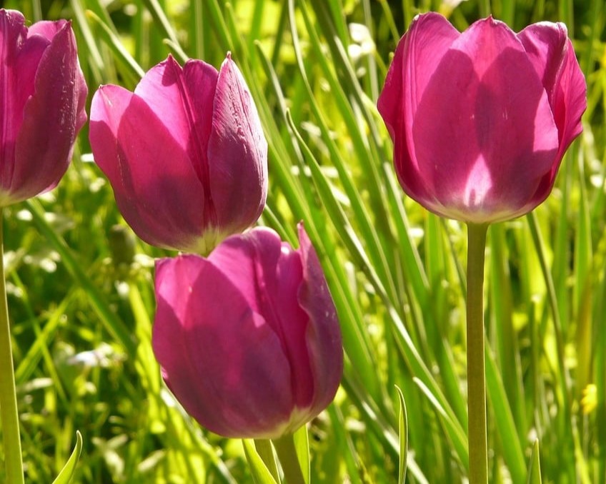 Bright pink tulips in sunlight - Bulbs to plant in fall