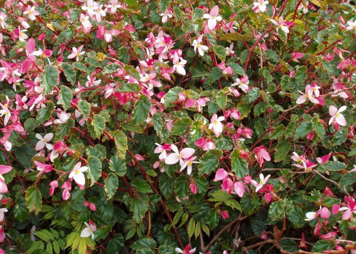 Pink and white Angel Wing Begonia in bloom