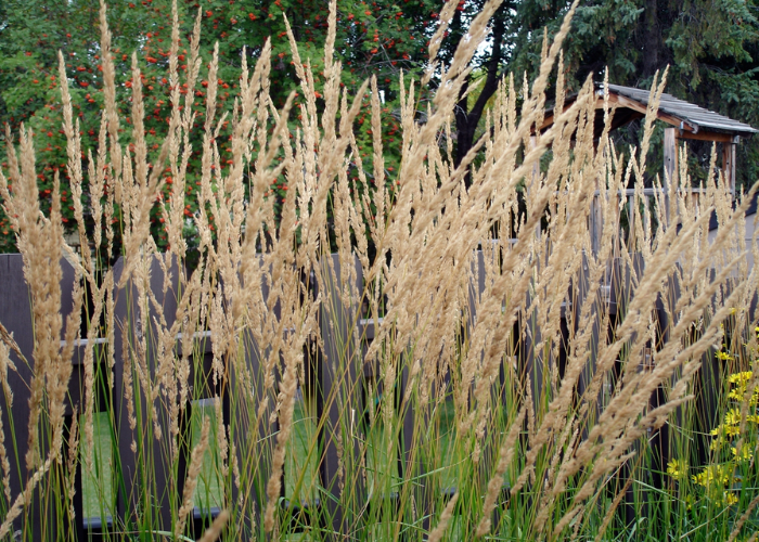 Tall Feather Reed Grass swaying in the breeze