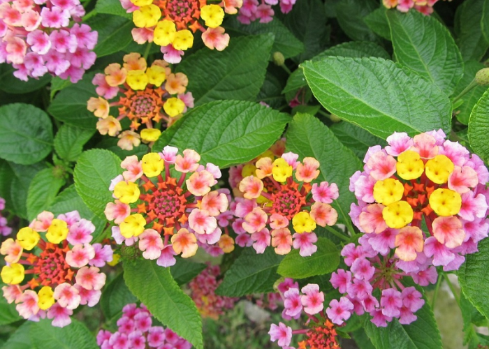 Bright lantana flowers in yellow and pink hues