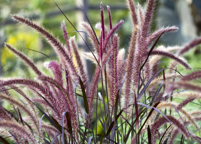 Purple Fountain Grass with fluffy seed heads