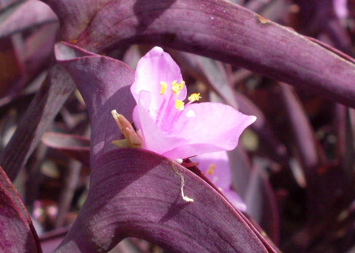 Purple Secretia plant with small lavender flowers