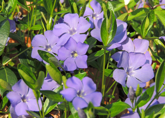 Purple Vinca flowers nestled among green leaves