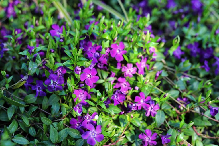 Cluster of vibrant purple vinca flowers